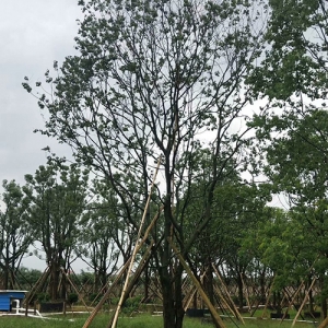 ?？诿缙訽海南園林綠化苗木烏桕