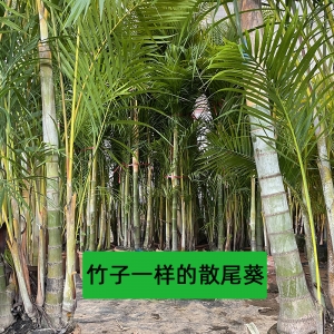 ?？谏⑽部鸰?？趦?yōu)質(zhì)散尾葵批發(fā)-海南冠平綠籬苗木基地   