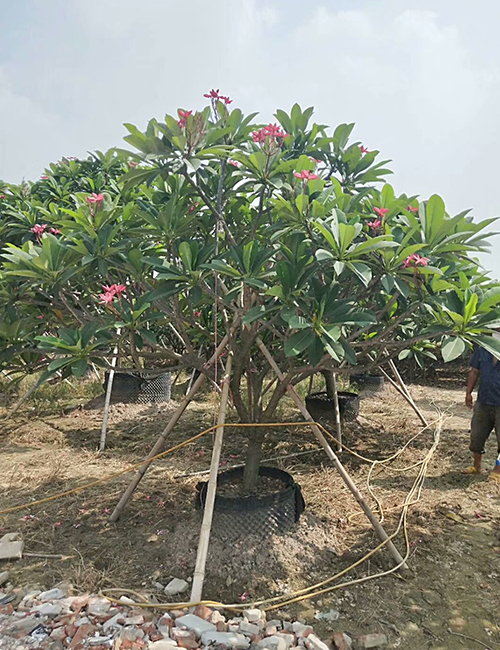 海南園林綠化苗木雞蛋花報(bào)價(jià)(圖1)