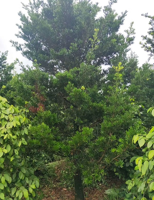 ?？诰G化苗木基地_海南羅漢松報價(圖1)
