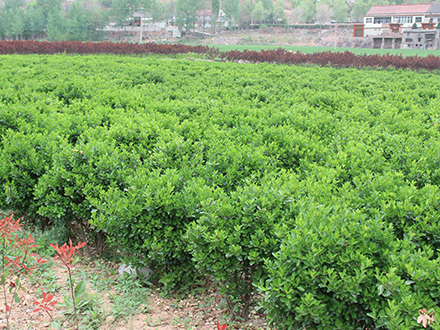 ?？诠嗄痉N植基地_海南大型灌木苗圃(圖2)