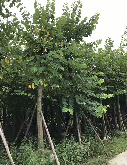 ?？诿缒净豞紅花紫荊(圖2)