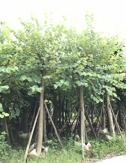 ?？诿缒净豞紅花紫荊(圖3)