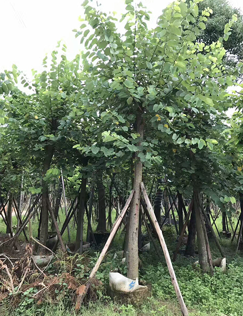 海口苗木基地_紅花紫荊(圖1)