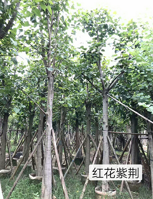 ?？诿缒净豞紅花紫荊(圖5)